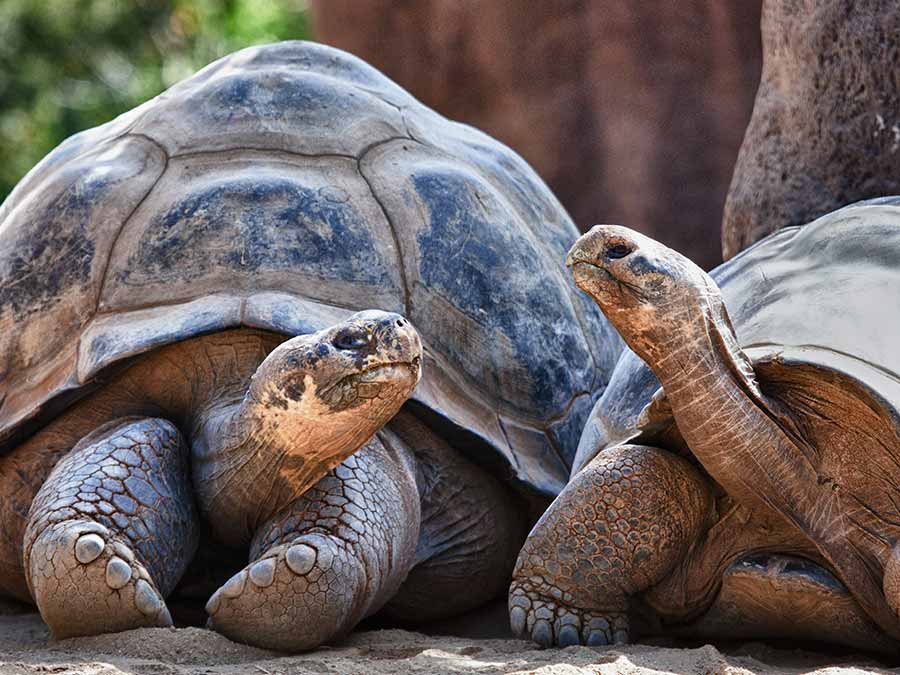 Galapagos Island